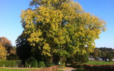 Bäume und Radwege